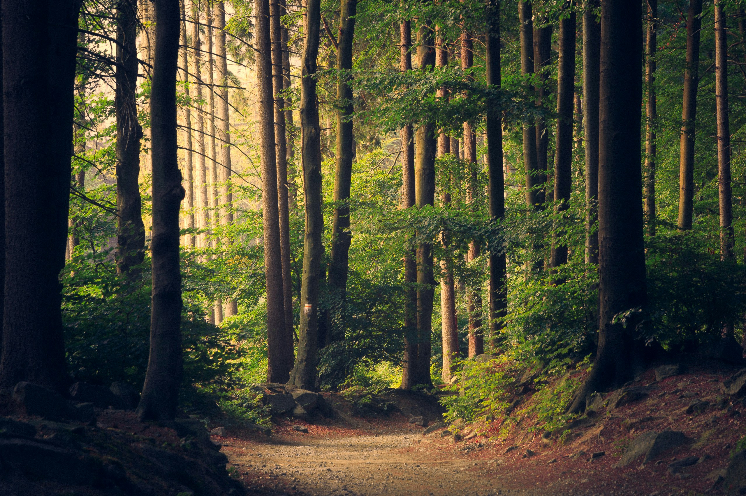 The Ultimate Guide to Ambient Sleep Sounds